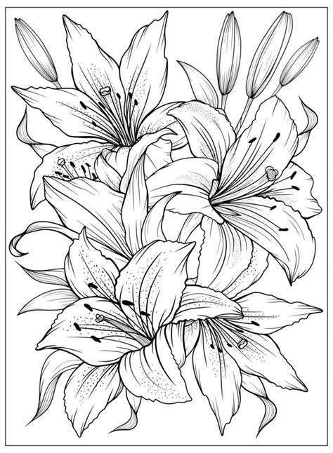coloring page  lilies  leaves vector page  coloring flower