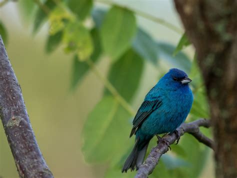 birds  illinois    popular species youll recognize