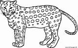 Cheetah Print Coloring Animal Printable Pages Prints sketch template