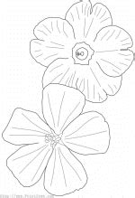 plant  flower coloring pages