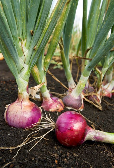 womens    grow onions   garden