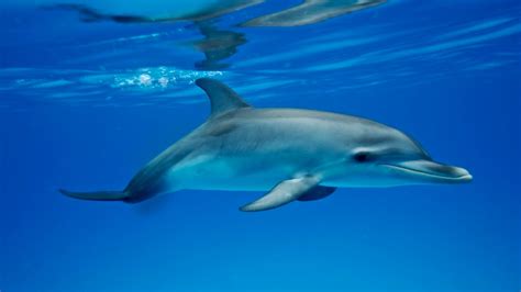 wild dolphins exploreorg