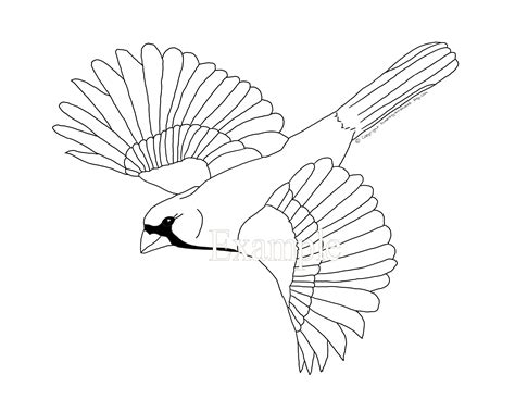 drawing  cardinal  flight