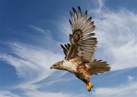 hawks  california  popular species  search