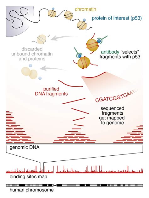 analysis  tumor suppressor interactions   genome