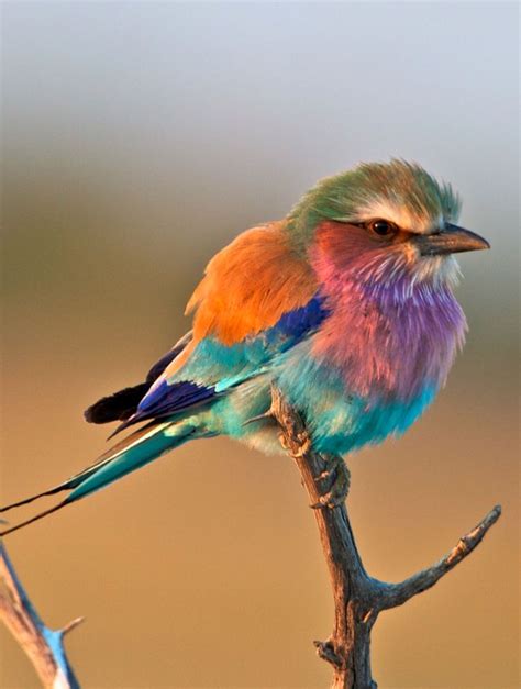 beautiful  colourful birds