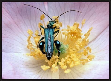 microcosmos le peuple de l herbe