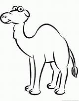 Camel Dromadaire Dromedario Ko sketch template