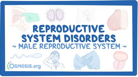 Male Reproductive System Reproductive System Disorders Osmosis Video