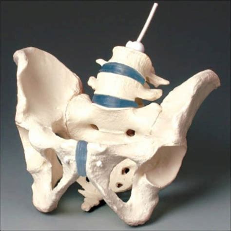 Male Pelvis Model Anatomical Chart Company Z4056