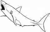 Coloring Pages Shark Great Sharks Hungry Nurse Printable Baby Animals Animal Colouring Marine Drawing Color Clipartbest Clipart Colorings Nonsensical Clipartmag sketch template