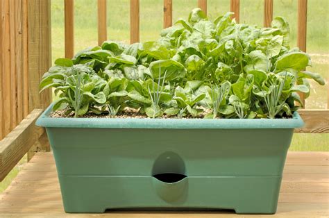 growing spinach  containers learn   care  spinach  pots