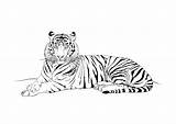 Tiger Tigre Coloriage Coloring Animals Dessin Pages 1024 sketch template