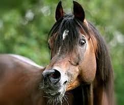 arabier paardenrassen nederlandsepaardenblogjouwwebnl