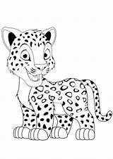 Indiaparenting Felidae Panther Getcoloringpages sketch template