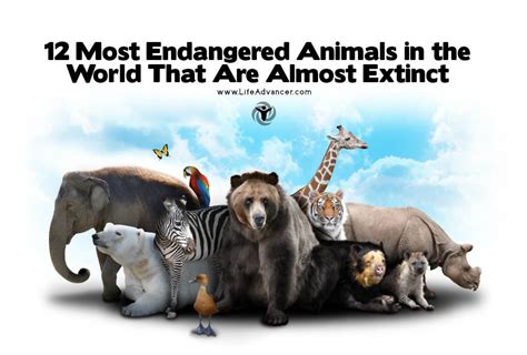 endangered animals   world    extinct