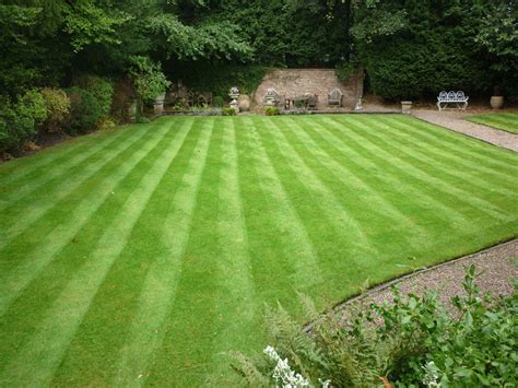 earliest lawns  regenerated     lawn  scarified