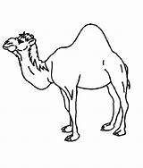 Coloring Pages Camel Camels Kids Cats Kindergarten Strong Laying Down Sheets Colors Books Dari Disimpan Template sketch template