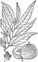 Custard Apple Clipart Etc Drawing Getdrawings Cliparts Library Original Large sketch template