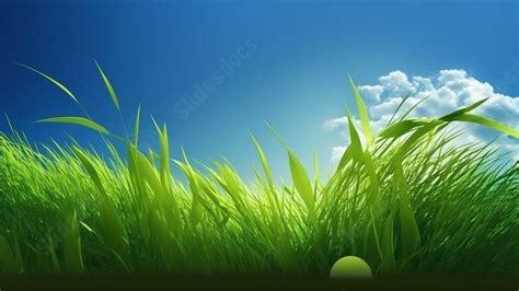 beautiful green grass   backgrounds   p vrogueco
