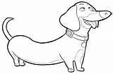 Coloring Dachshund sketch template