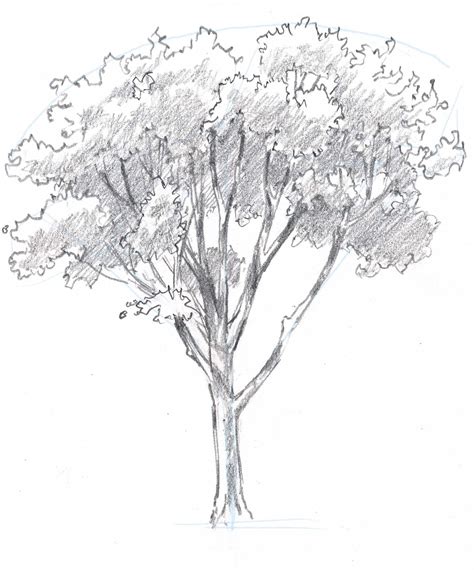 draw  oak tree step  step guide