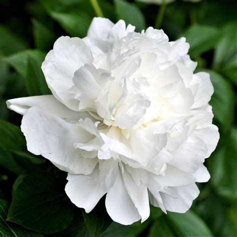 peony duchess de nemours fragrant white peony double blooming white