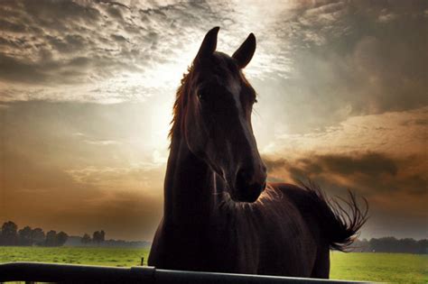 beautiful horses horses photo  fanpop