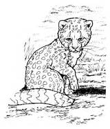 Gepard Kolorowanki Malutki Cheetah sketch template