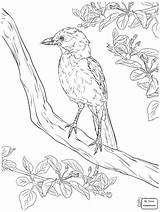 Coloring Jay Realistic Pages Blue Bird Scrub Florida Drawing Birds Printable Getdrawings Kids Supercoloring Template sketch template