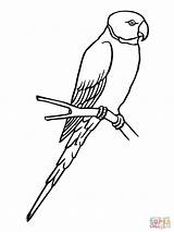 Parrot Coloring Parakeet Bird Pages Sketch Online Para Periquito Colorear Color Birds Clipart Printable sketch template