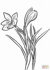 Crocus Coloring Spring Pages Saffron Flower Printable Drawing Sativus Colouring Flowers Getdrawings Supercoloring Drawings Line Crocuses Watercolor Choose Board Categories sketch template