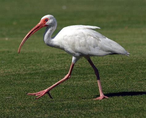 ibis  life  animals