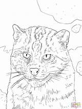 Cat Coloring Fishing Pages Portrait Drawing sketch template