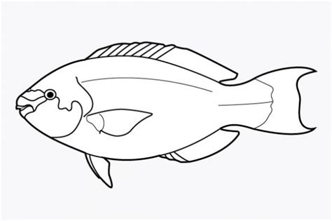 image result  draw  parrot fish fish coloring page parrot fish