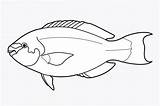 Fish Parrot Drawing Coloring Draw Pages Drawings Clipart Result Paintingvalley Visit sketch template