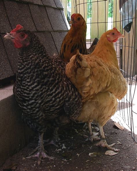 hen fresh eggs