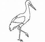 Cicogna Colorir Cegonha Stork Bocian Cigogne Guanay Cigonya Kolorowanka Desenhos sketch template