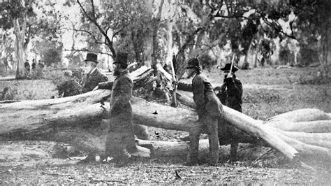 mystery over ned kelly s remains found