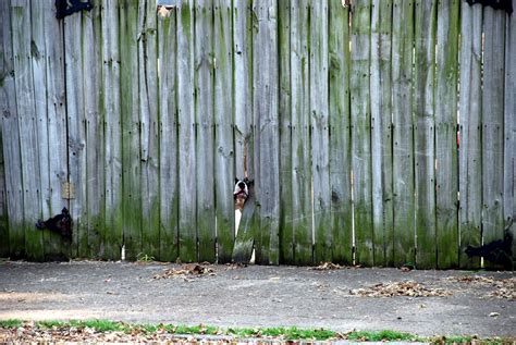 dog  fence stock photo freeimagescom