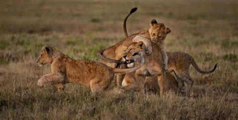 lions  serengeti national park  time  visit serengeti   lions