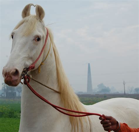 marwari horse indigenous horses  india july