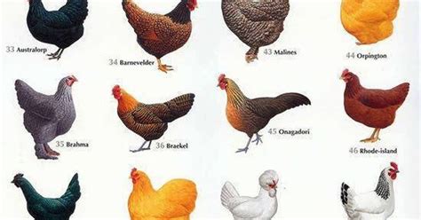 Best Chicken Breeds 12 Types Of Hens That Lay Lots Of Eggs Make Good