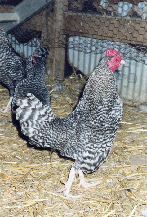 Barred Old English Bantam Chickens Cackle Hatchery