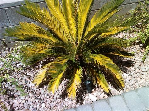 xtremehorticulture   desert sago palm  stressed