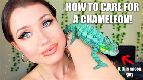 How To Take Care Of A Veiled Chameleon