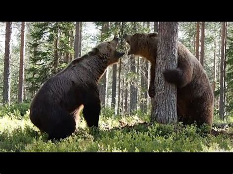 intense bear fight caught  camera   angles youtube