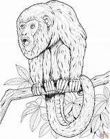 Monkey Coloring Pages Howler Tamarin Tree Printable Realistic Monkeys Color Snow Primate Designlooter Sheet Comments Print Sitting Onlinecoloringpages 2134 78kb sketch template