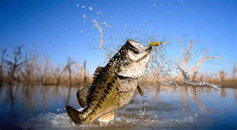 What Water Temperature Do Bass Spawn In Tactical Huntr