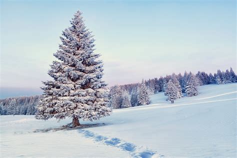 winter tree  snow  desktop wallpapers  images